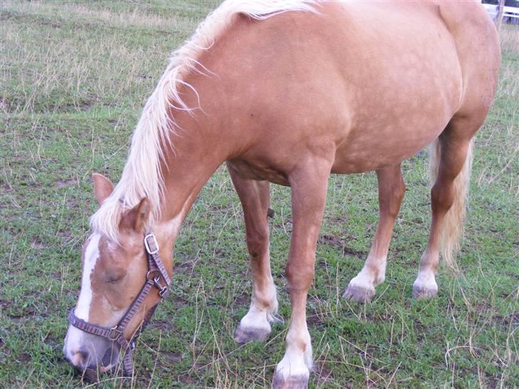 Haflinger  Kastanjegårdens Rosita - græsse folden billede 3