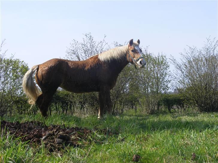 Haflinger  Kastanjegårdens Rosita - Hun er bare skøn billede 4