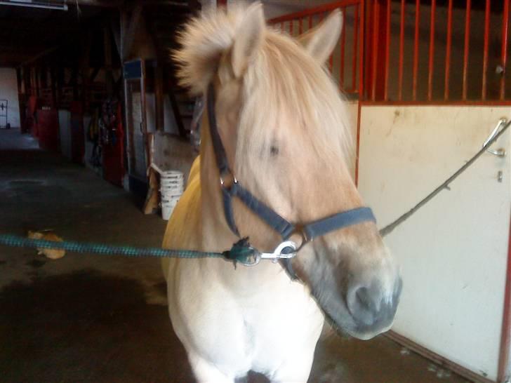 Fjordhest Tyson R.I.P - sov sødt. - Nysgerrig-per. billede 6