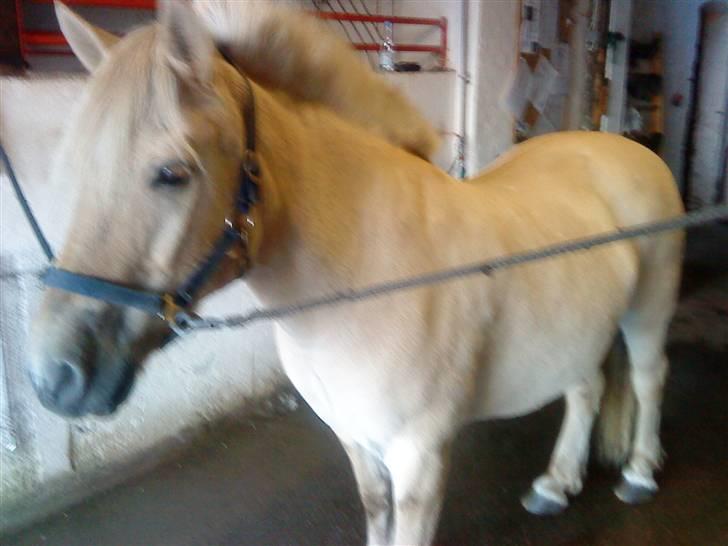 Fjordhest Tyson R.I.P - sov sødt. - så kedeligt at stå her! billede 7