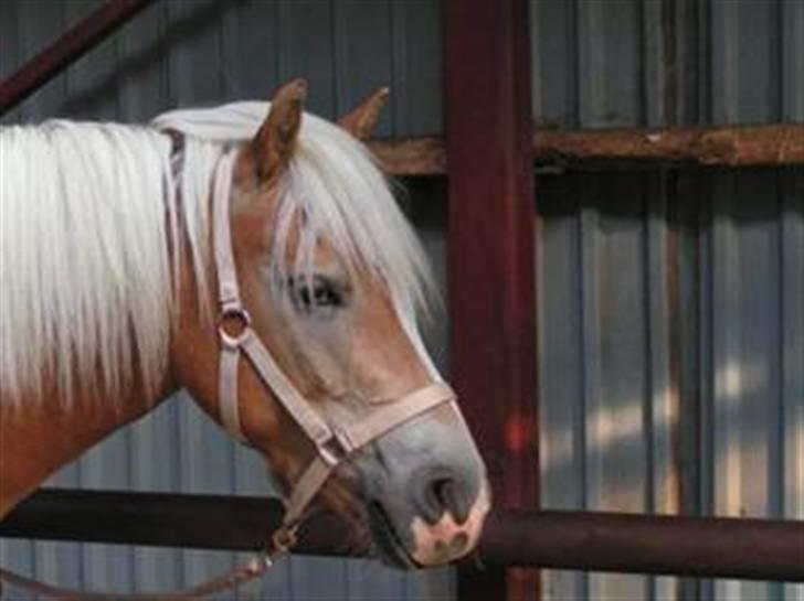 Haflinger  Kastanjegårdens Rosita - Rosita´s Datter ROsa billede 5