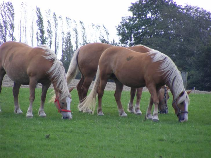 Haflinger  Kastanjegårdens Rosita - Alle tre tøsser billede 6
