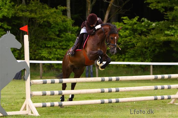 Welsh Pony af Cob-type (sec C) Rolo - *NYYT!* Morsø 2009 Ö!! <3333 Daffe var en engel (LLLL´ billede 1