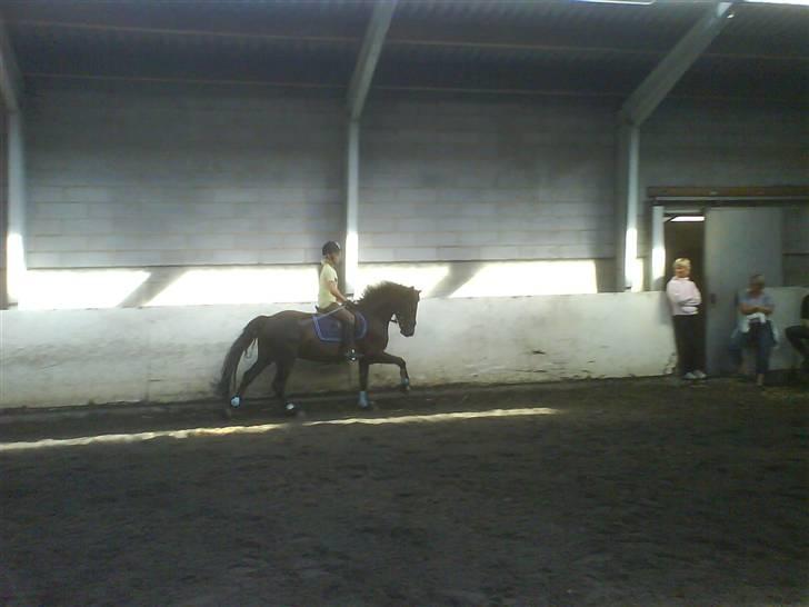 Welsh Pony af Cob-type (sec C) Rolo - Galop galop! <3 Enetime ved Klaus Holm Foto: Kamma billede 3