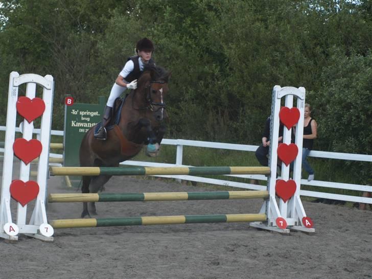 Welsh Pony af Cob-type (sec C) Rolo - *NYYT!* Daffe i Lem  (; Her i Lb <33 1. plads :D Foto: SissTiss -(2top.tk) billede 5