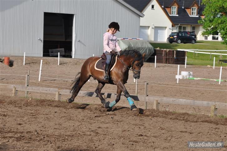 Welsh Pony af Cob-type (sec C) Rolo - *NYYT!* Daffe & jeg i fri trav !! Ö Han er så go´<333333 Foto: Marianne Søndergaard(; billede 7