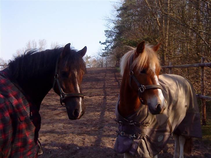 Welsh Pony af Cob-type (sec C) Rolo - *NYYT!* Daffe og Flik Flak på fold(;<3 Hvor er de søde?! Ö :D <333 Foto: Mig c("; billede 8