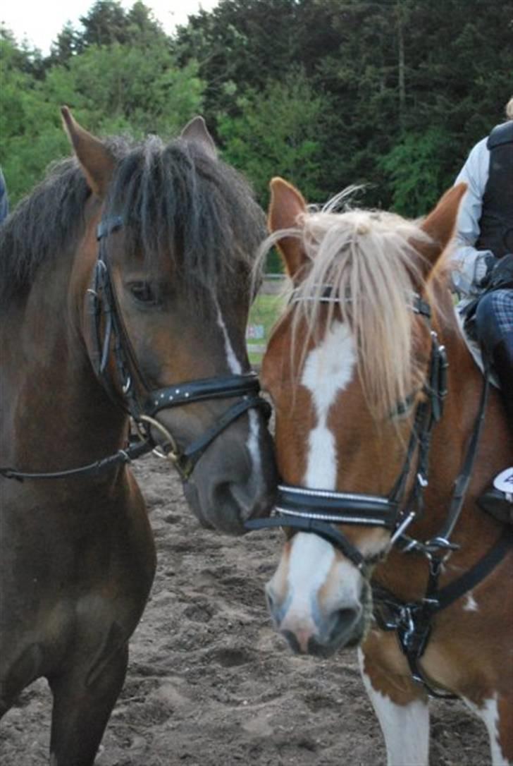 Welsh Pony af Cob-type (sec C) Rolo - *NYYT!* De to igen :b Best friends<33333333 Foto: Mela xD billede 9
