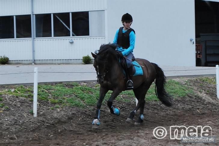 Welsh Pony af Cob-type (sec C) Rolo - *NYYT!* Daffe skatH<333 Opvarmning inden springtræning(;<333 Foto: Mela xD billede 10