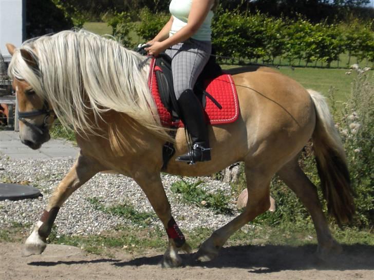 Haflinger Asti billede 14