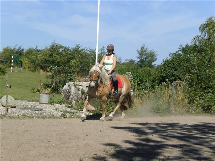 Haflinger Asti billede 15