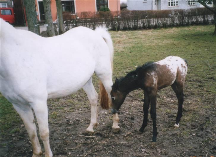 DSP ottelia billede 15