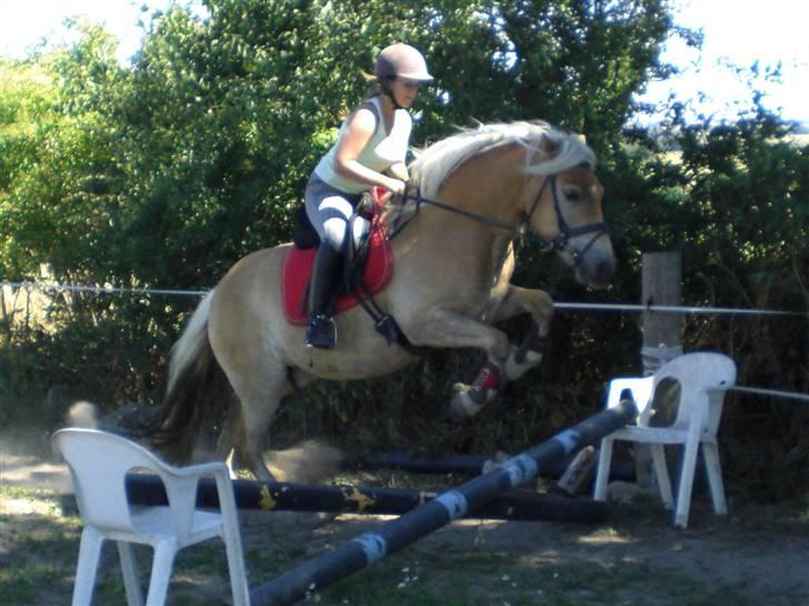 Haflinger Asti billede 16