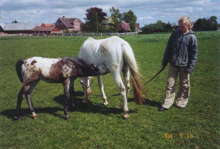 DSP ottelia billede 16