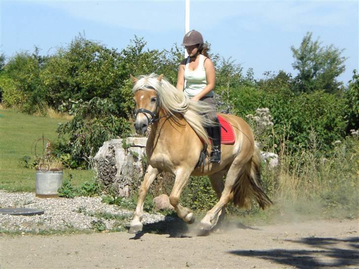 Haflinger Asti billede 17