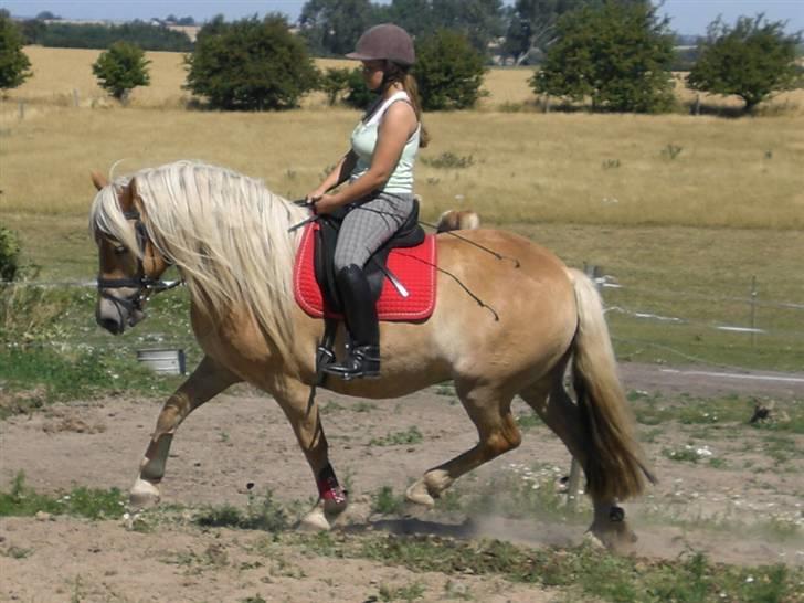 Haflinger Asti billede 18