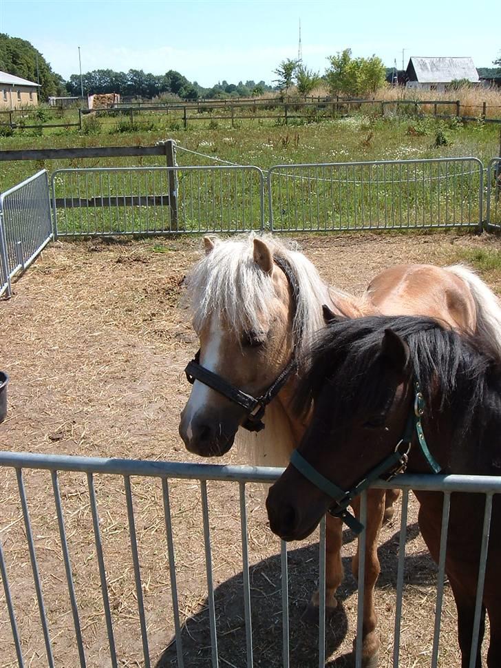 Anden særlig race Dunlet(har redet)<3<'3<3 - dunlet og kærsten billede 1