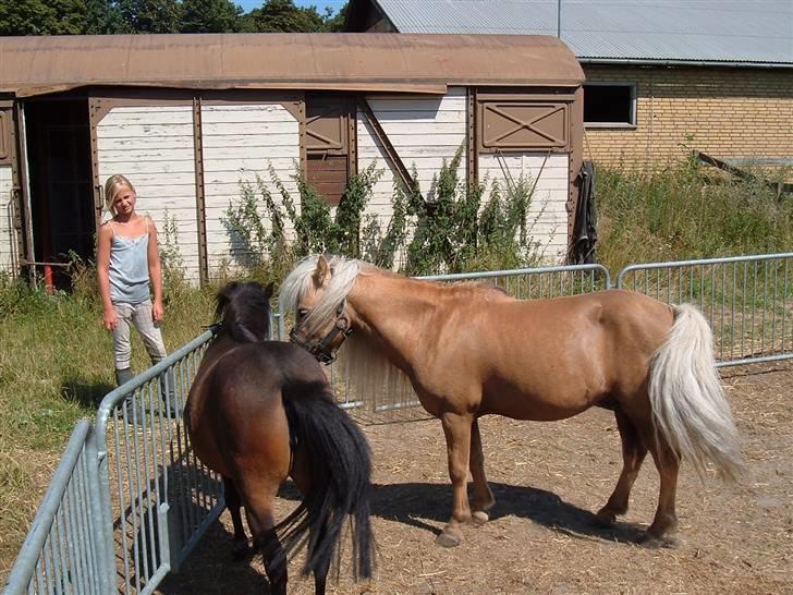 Anden særlig race Dunlet(har redet)<3<'3<3 - dunlet snyser til suntag billede 2