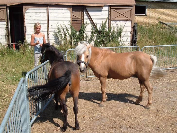 Anden særlig race Dunlet(har redet)<3<'3<3 - dunlet keder sig lidt billede 3