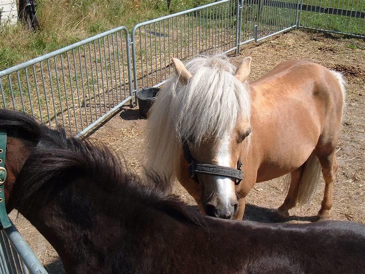 Anden særlig race Dunlet(har redet)<3<'3<3 - snuser igen billede 4