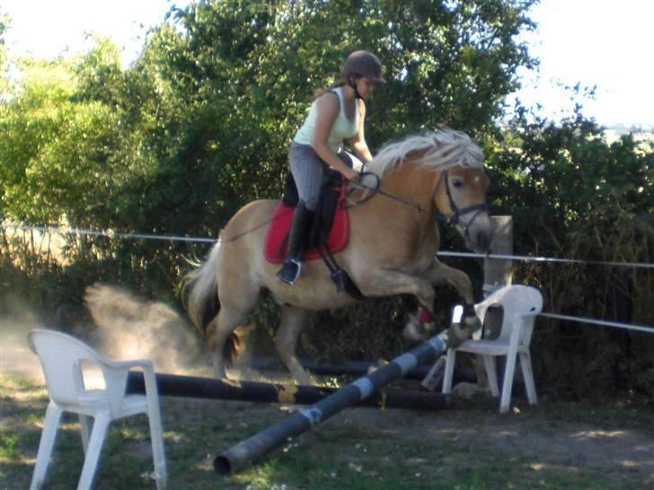 Haflinger Asti billede 19