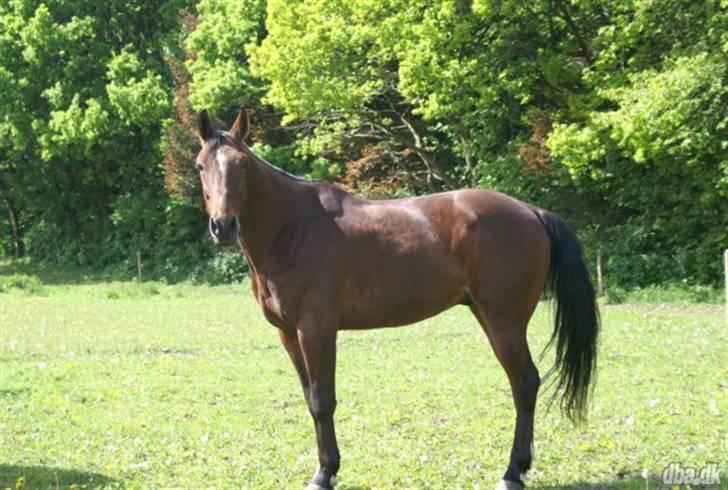 Traver Hr. Unispeed (Solgt) billede 1