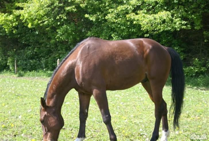 Traver Hr. Unispeed (Solgt) billede 2