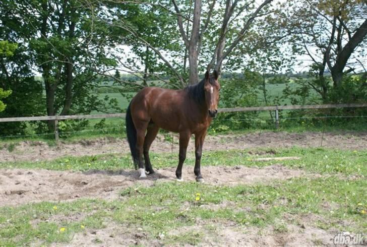 Traver Hr. Unispeed (Solgt) billede 3