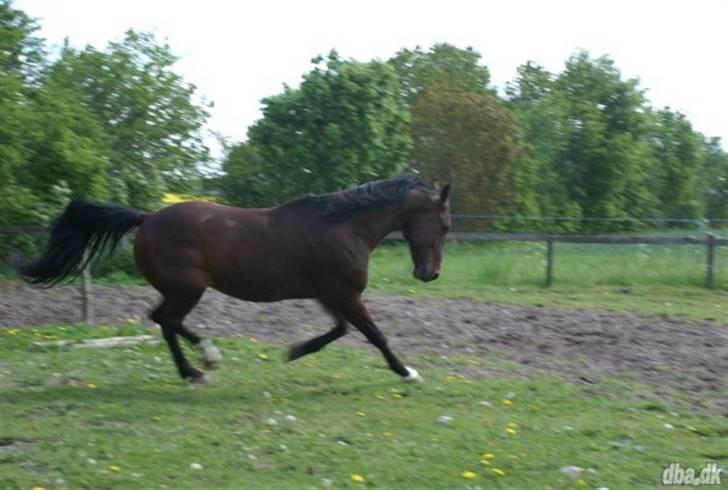 Traver Hr. Unispeed (Solgt) billede 4