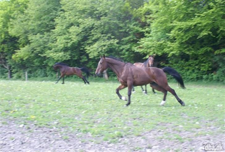 Traver Hr. Unispeed (Solgt) billede 5