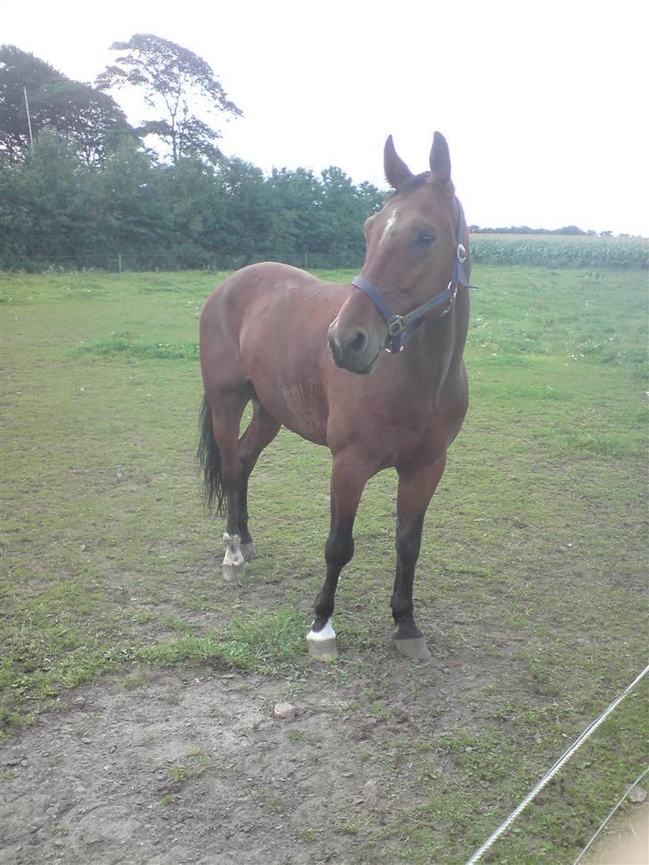 Traver Hr. Unispeed (Solgt) billede 9