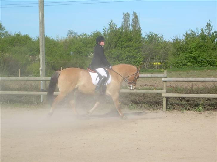 Anden særlig race Frederik *SOLGT* - Til Dressurstævne den 6 maj billede 5