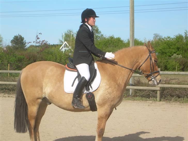 Anden særlig race Frederik *SOLGT* - en fin parade den 6 maj billede 6