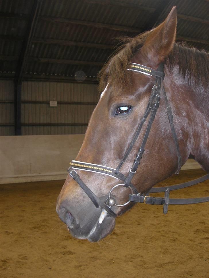 Anden særlig race Movie Star (Ejes af GLH) - Movie I Profil, yndig :D billede 10