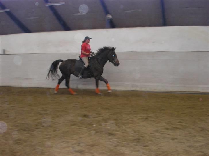 Anden særlig race Movie Star (Ejes af GLH) - Fuld fart Frem billede 11