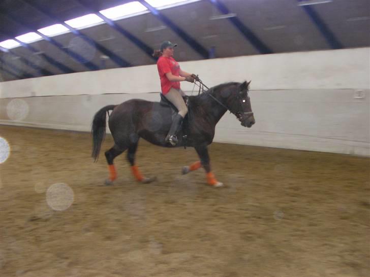 Anden særlig race Movie Star (Ejes af GLH) - Tøsen og Lotte i Trav, meget flot fatisk :) billede 13