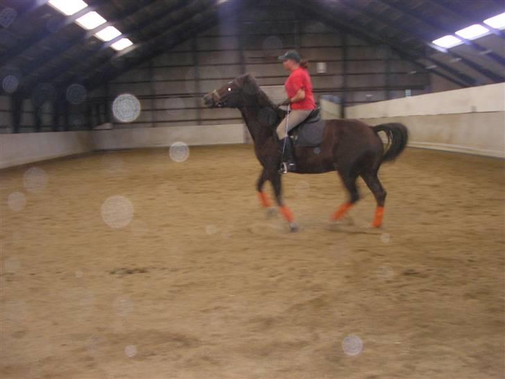 Anden særlig race Movie Star (Ejes af GLH) - Du ka´ lige tro nej, jeg vil ik i gallop.. billede 14