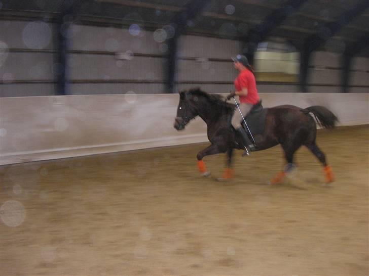 Anden særlig race Movie Star (Ejes af GLH) - Så la da gå, men så skal det også gå stærkt.. billede 15