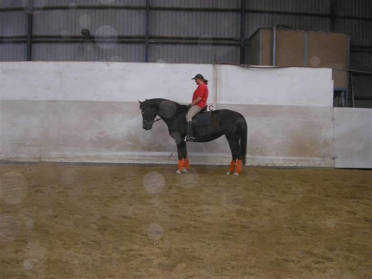 Anden særlig race Movie Star (Ejes af GLH) - Meget Flot og samlet Parade :D billede 16