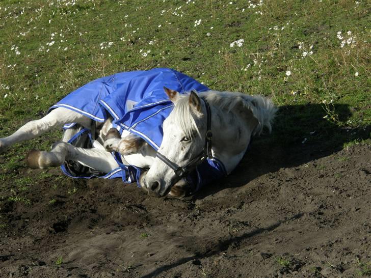 Anden særlig race Macnito solgt! <3 - skødt at rulle sig billede 10