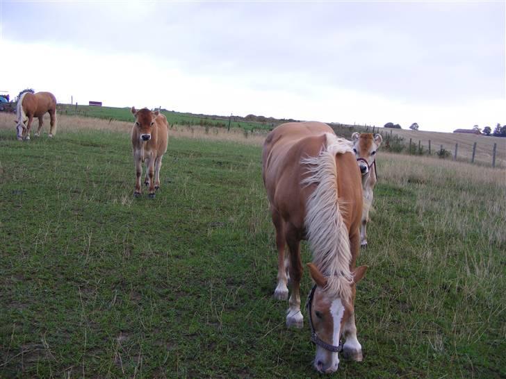 Haflinger  Kastanjegårdens Rosita - Godt billed billede 7