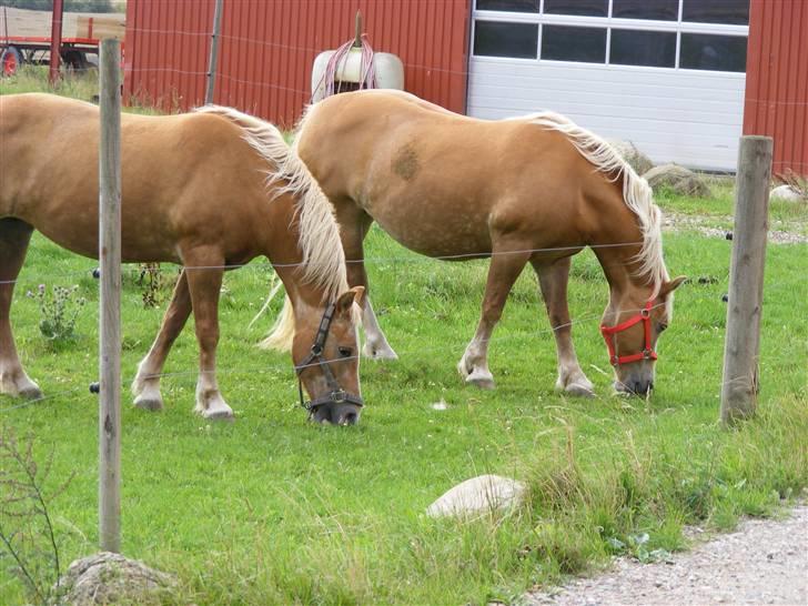 Haflinger  Kastanjegårdens Rosita - Rosita forest og Natasha bag ved billede 8
