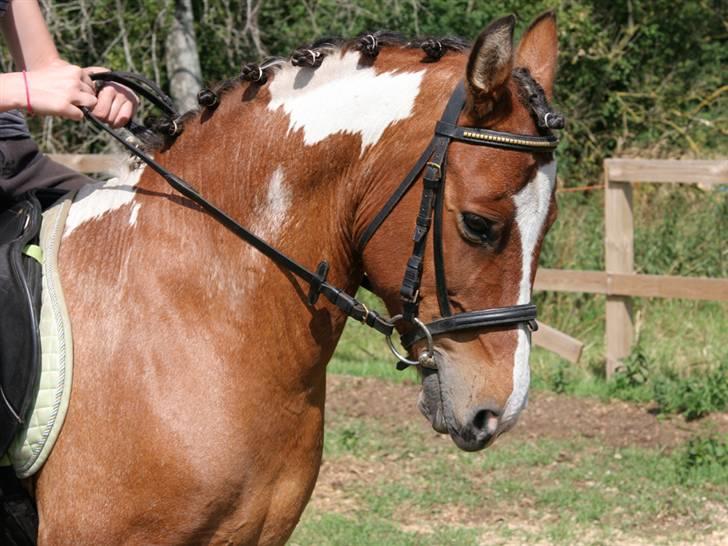 Anden særlig race Shrek billede 1