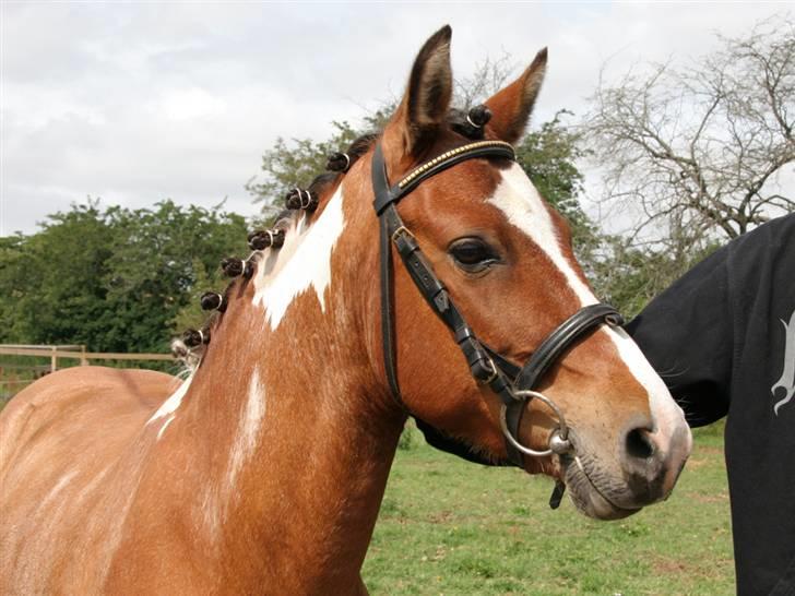 Anden særlig race Shrek billede 4