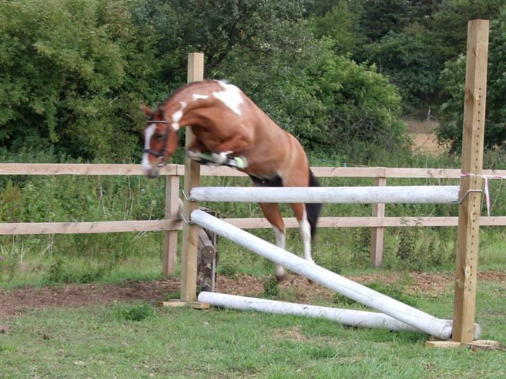 Anden særlig race Shrek billede 9