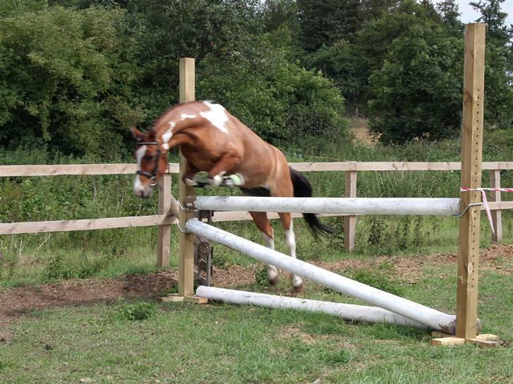 Anden særlig race Shrek billede 12