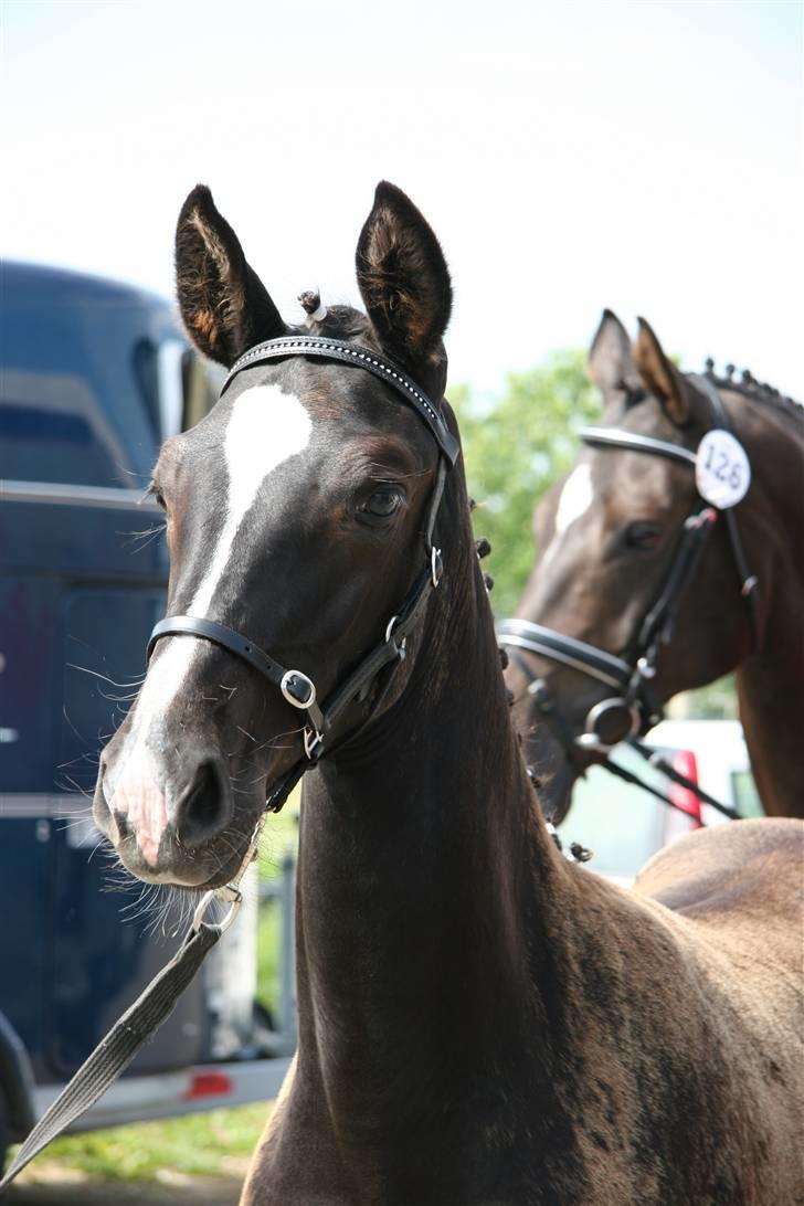 Dansk Varmblod Passoa Ace - Følskue 2007 billede 1