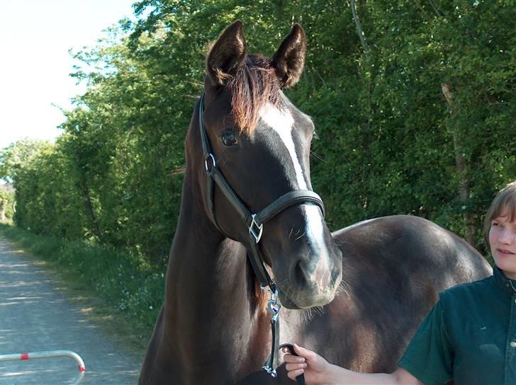 Dansk Varmblod Passoa Ace billede 2