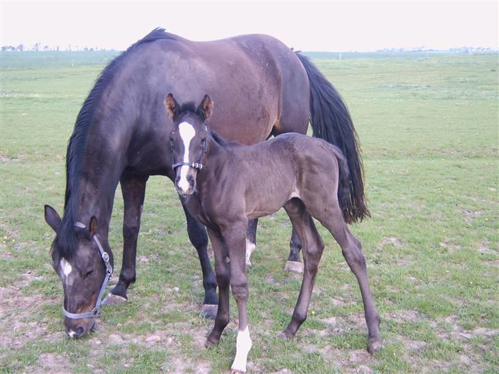 Dansk Varmblod Passoa Ace - 1 døgn gammel billede 3