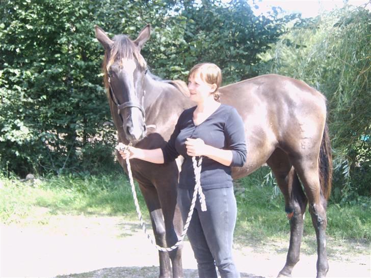 Dansk Varmblod Passoa Ace billede 4